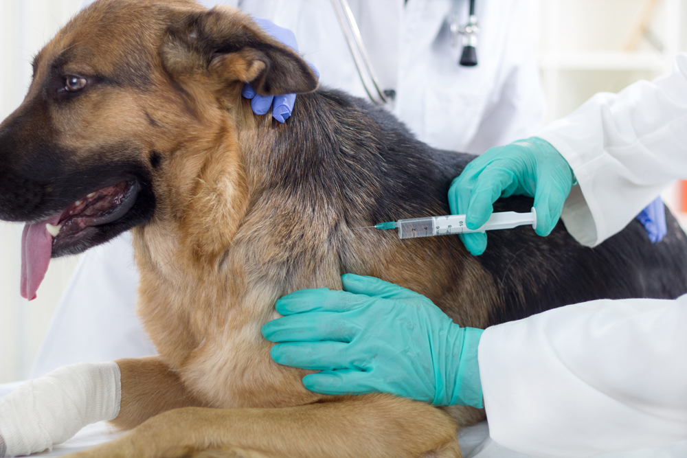 Canine vaccinations clearance